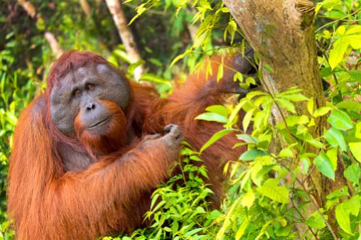 International Orangutan Day